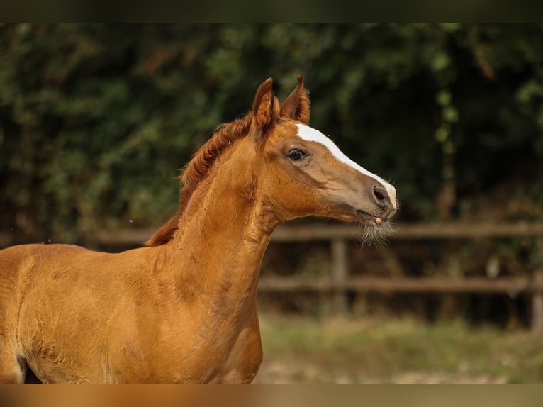 Other Breeds Stallion 1 year 17 hh in Moers