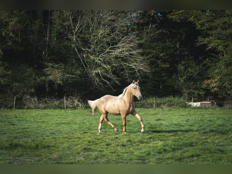 Other Breeds Mix Stallion 1 year 17 hh Palomino in Loye sur Arnon