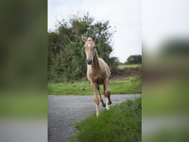 Other Breeds Mix Stallion 1 year 17 hh Palomino in Loye sur Arnon