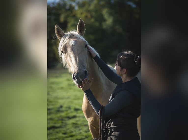 Other Breeds Mix Stallion 1 year 17 hh Palomino in Loye sur Arnon