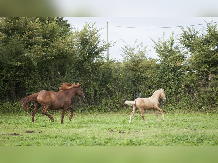 Other Breeds Mix Stallion 1 year 17 hh Palomino in Loye sur Arnon