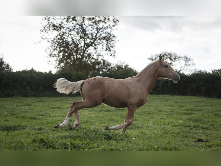 Other Breeds Mix Stallion 1 year 17 hh Palomino in Loye sur Arnon