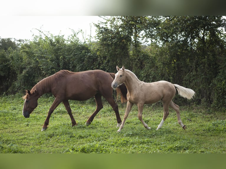 Other Breeds Mix Stallion 1 year 17 hh Palomino in Loye sur Arnon