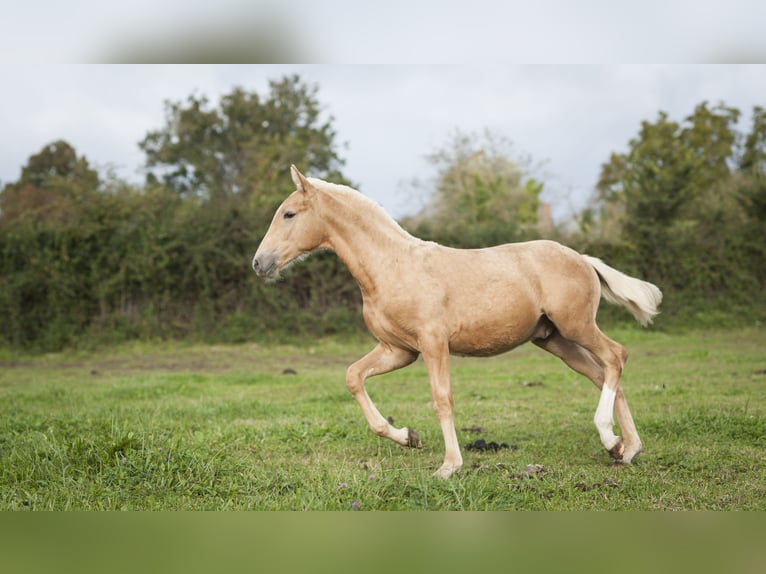 Other Breeds Mix Stallion 1 year 17 hh Palomino in Loye sur Arnon