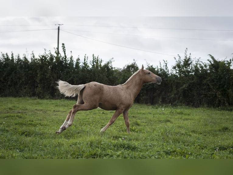 Other Breeds Mix Stallion 1 year 17 hh Palomino in Loye sur Arnon