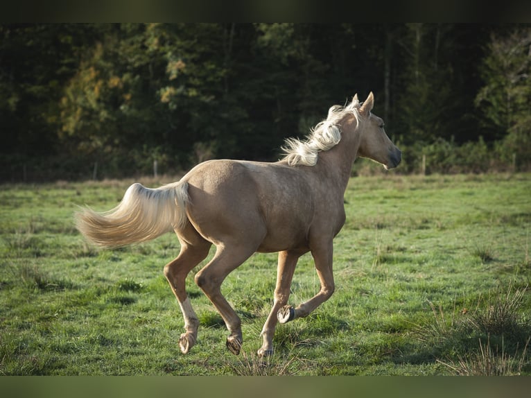 Other Breeds Mix Stallion 1 year 17 hh Palomino in Loye sur Arnon