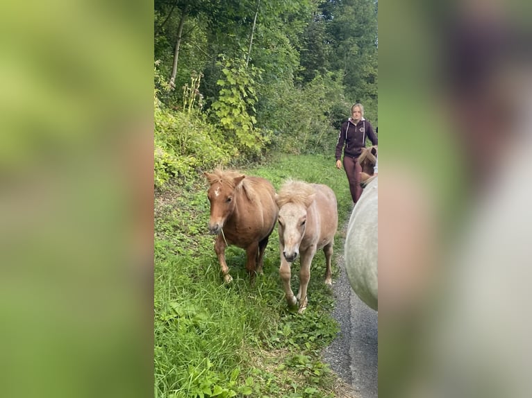 Other Breeds Stallion 1 year 9,2 hh Chestnut-Red in Albert