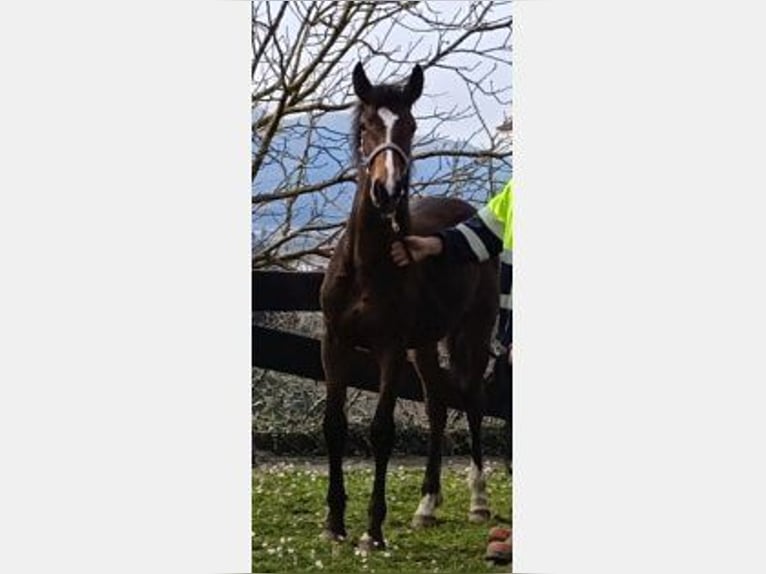 Other Breeds Mix Stallion 1 year Bay-Dark in Zaldibar