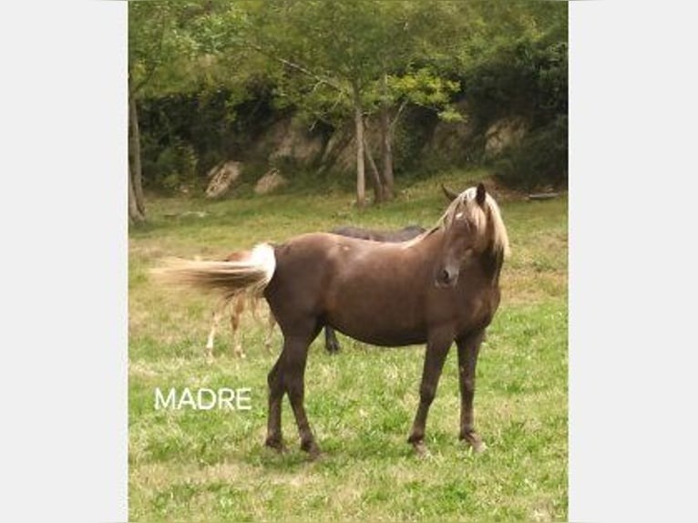 Other Breeds Mix Stallion 1 year Bay-Dark in Zaldibar