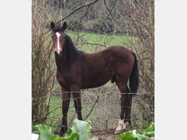 Other Breeds Mix Stallion 1 year Bay-Dark in Zaldibar