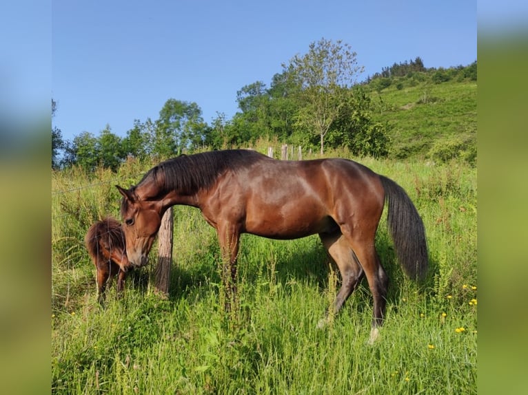Other Breeds Mix Stallion 1 year Bay-Dark in Zaldibar
