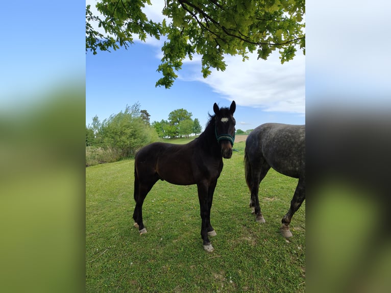 Other Breeds Stallion 1 year Black in Kietlin