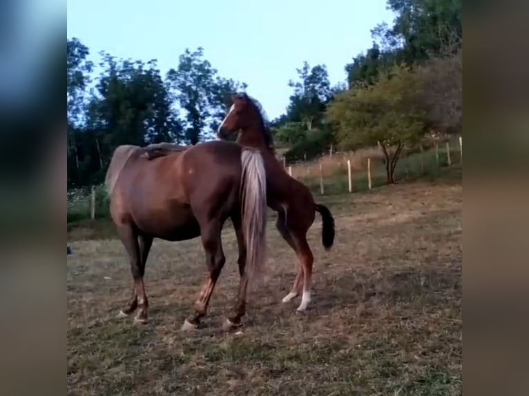 Other Breeds Stallion 1 year Brown in Zaldibar