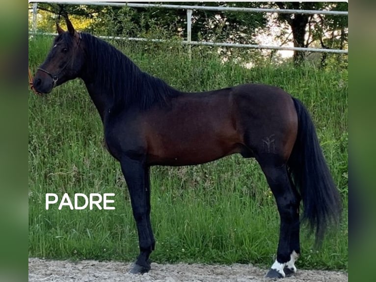 Other Breeds Stallion 1 year Brown in Zaldibar