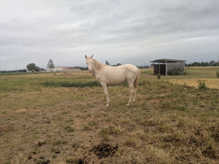 Other Breeds Mix Stallion 1 year Cremello in OBERSAASHEIM