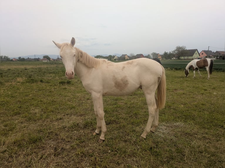 Other Breeds Mix Stallion 1 year Cremello in OBERSAASHEIM