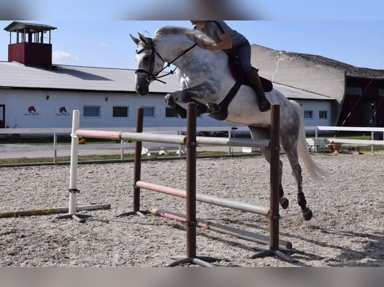 Other Breeds Stallion 1 year Gray in Kalmaru