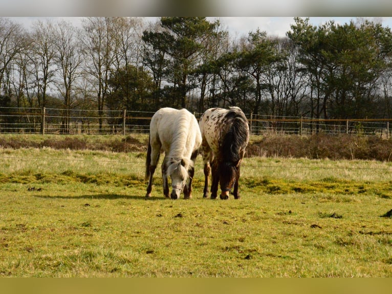 Other Breeds Stallion 1 year Leopard-Piebald in Elspeet