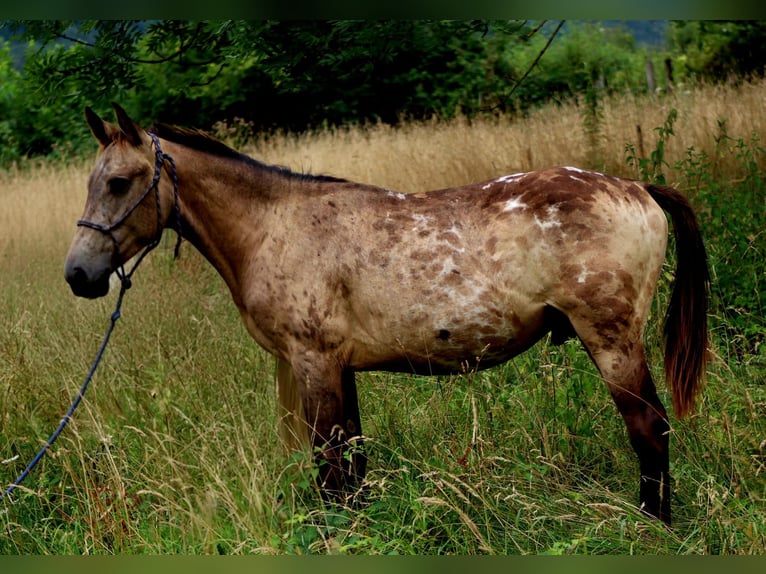 Other Breeds Stallion 1 year Leopard-Piebald in Landorthe