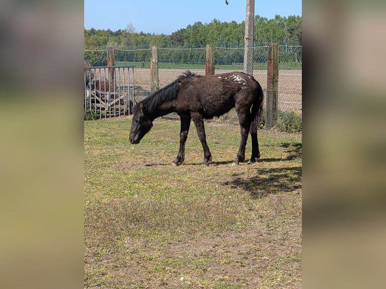 Other Breeds Stallion 1 year Overo-all-colors in Grez-doiceau