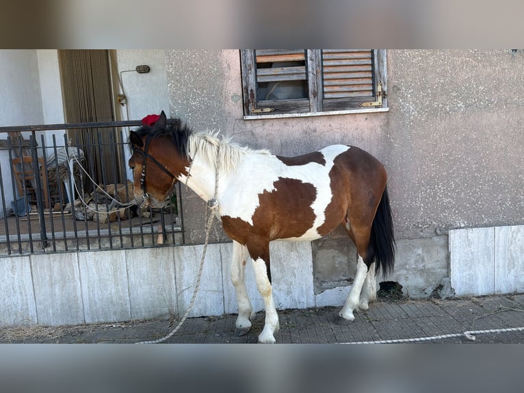Other Breeds Stallion 1 year Pinto in MandatoricciO