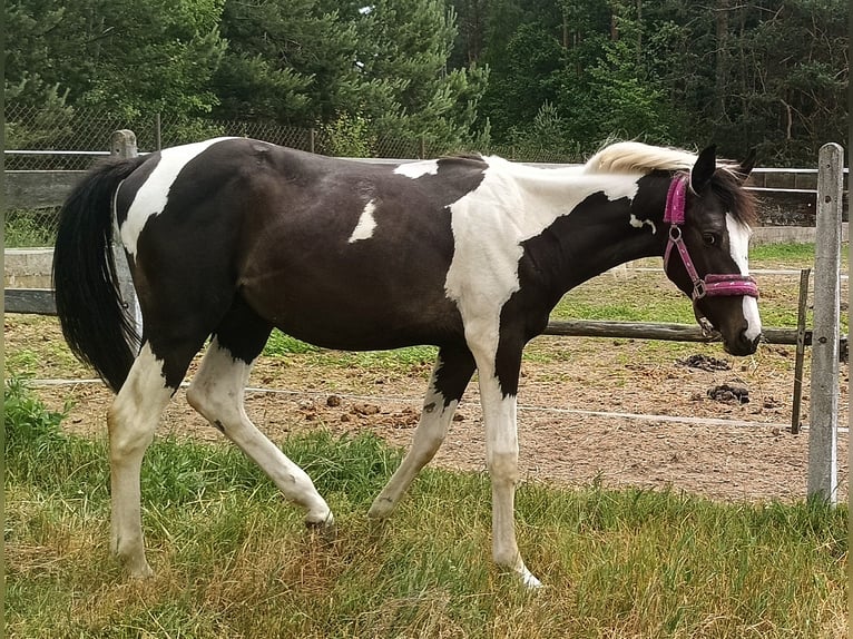 Other Breeds Stallion 1 year Pinto in Wysokie Mazowieckie