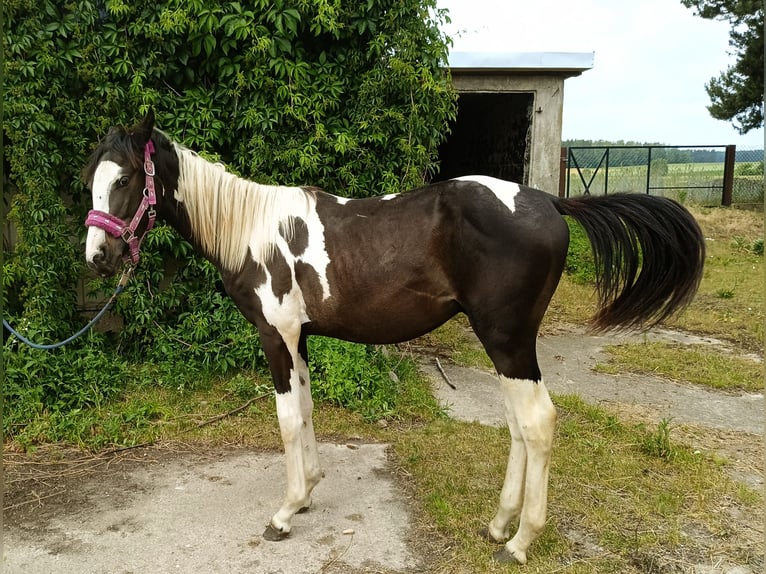 Other Breeds Stallion 1 year Pinto in Wysokie Mazowieckie