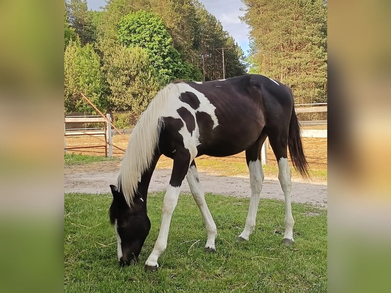 Other Breeds Stallion 1 year Pinto in Wysokie Mazowieckie