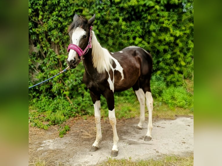 Other Breeds Stallion 1 year Pinto in Wysokie Mazowieckie
