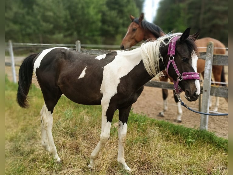 Other Breeds Stallion 1 year Pinto in Wysokie Mazowieckie