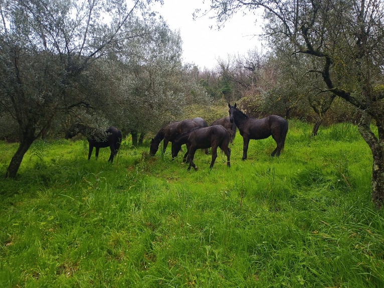 Other Breeds Stallion 1 year Smoky-Black in COTTANELLO