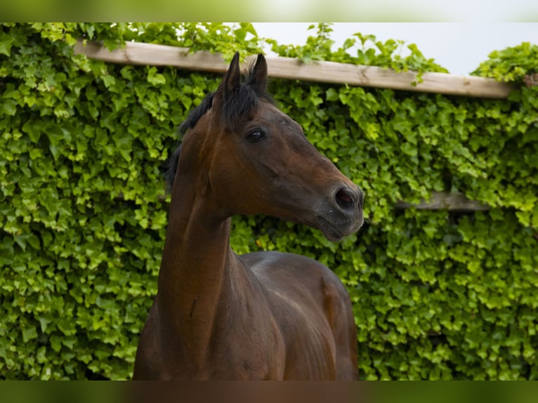 Other Breeds Stallion 21 years 16 hh Brown in Waddinxveen