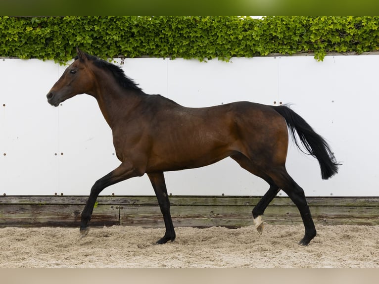 Other Breeds Stallion 21 years 16 hh Brown in Waddinxveen