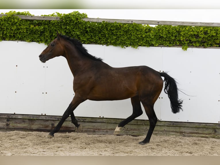 Other Breeds Stallion 21 years 16 hh Brown in Waddinxveen