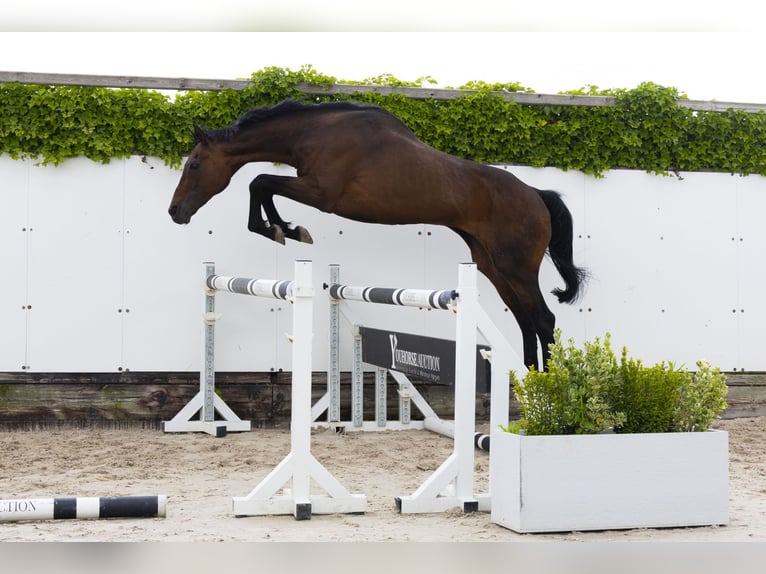 Other Breeds Stallion 21 years 16 hh Brown in Waddinxveen