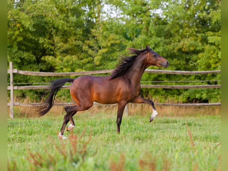 Other Breeds Stallion 2 years 10,2 hh Bay in Hulsel