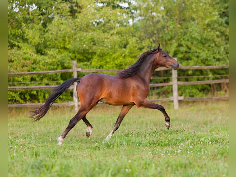 Other Breeds Stallion 2 years 10,2 hh Bay in Hulsel