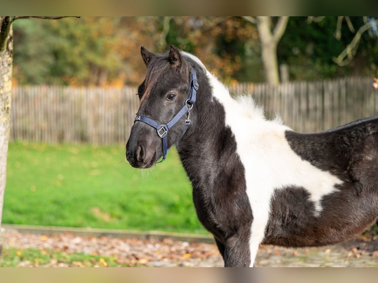 Other Breeds Stallion 2 years 11,1 hh Pinto in GROTE-BROGEL