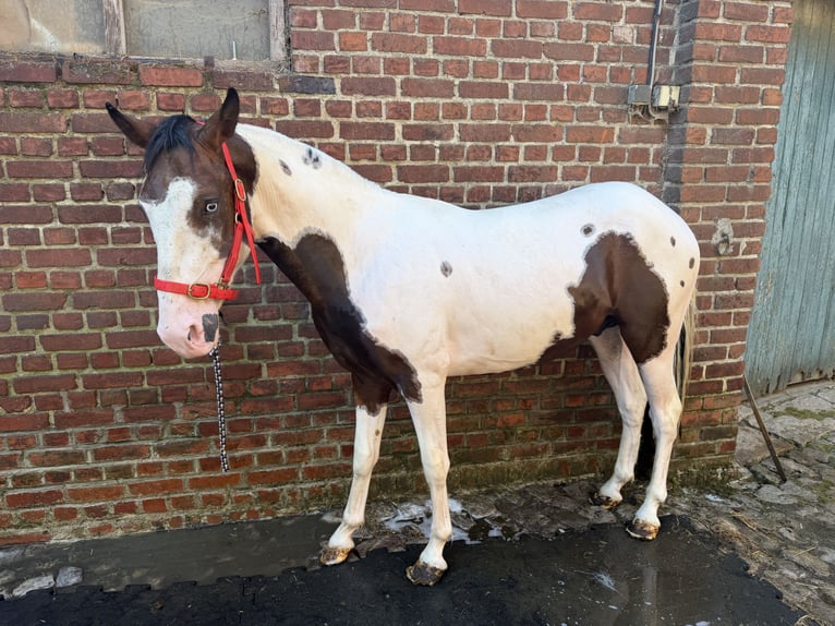 Other Breeds Stallion 2 years 12.2 hh White in oisy le verger