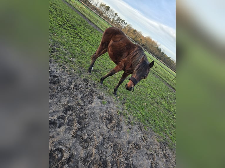 Other Breeds Mix Stallion 2 years 13.1 hh Brown in Gütersloh
