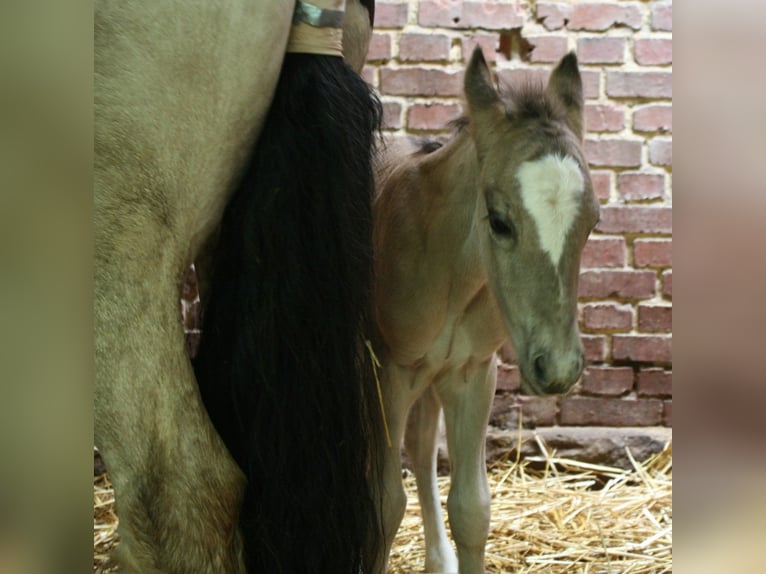 Other Breeds Mix Stallion 2 years 14.1 hh Grullo in Calden