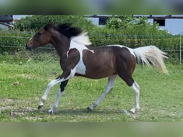 Other Breeds Stallion 2 years 14,2 hh Grullo in Niederaula