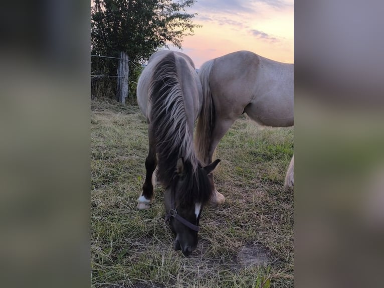 Other Breeds Mix Stallion 2 years 14,1 hh Grullo in Calden