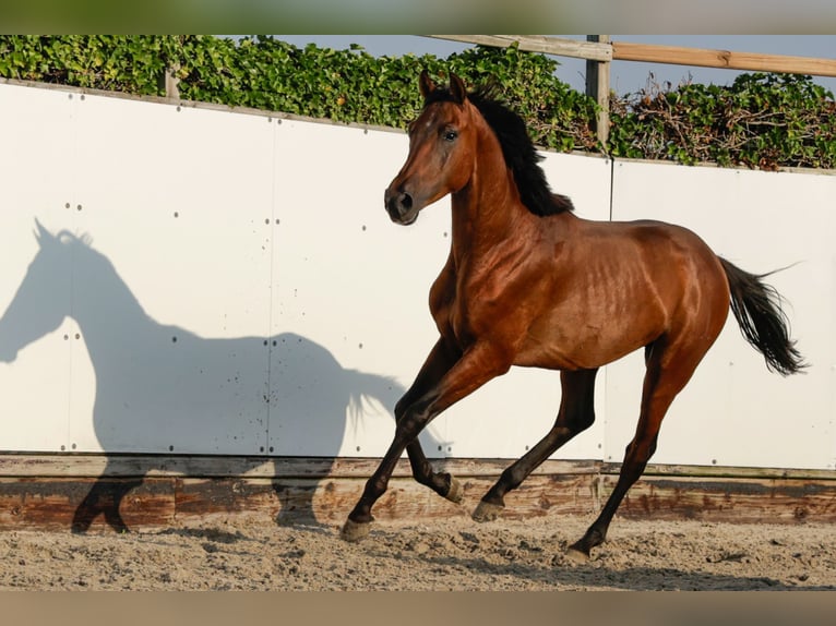 Other Breeds Stallion 2 years 15.1 hh Brown in Waddinxveen
