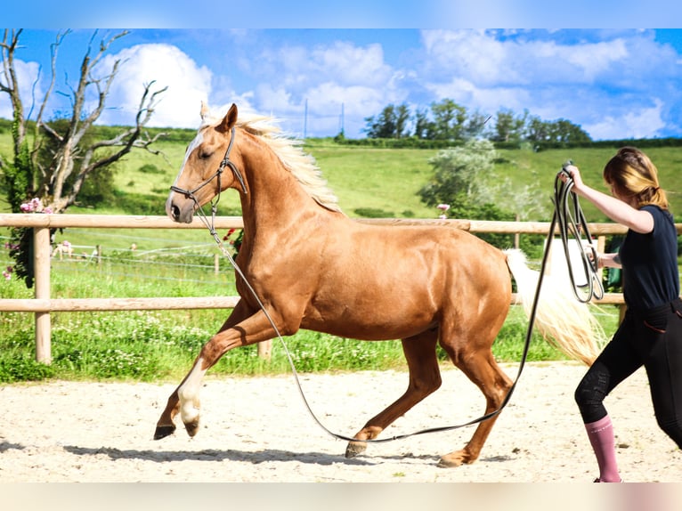 Other Breeds Stallion 2 years 15,2 hh Palomino in Marly-sous-Issy