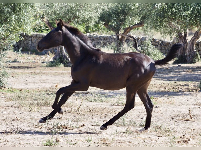 Other Breeds Stallion 2 years 15 hh Black in NAVAS DEL MADRONO