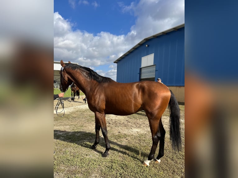 Other Breeds Stallion 2 years 16,1 hh Brown in Pleven