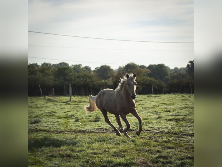 Other Breeds Mix Stallion 2 years 17 hh Palomino in Loye sur Arnon