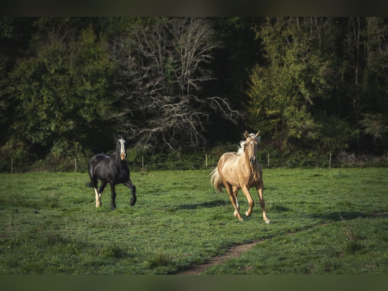 Other Breeds Mix Stallion 2 years 17 hh Palomino in Loye sur Arnon