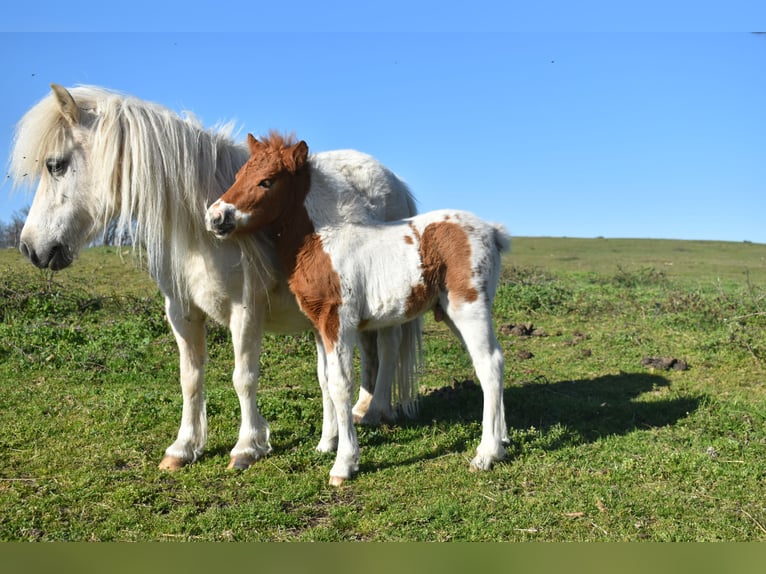 Other Breeds Stallion 2 years 7,3 hh Chestnut-Red in Cenves